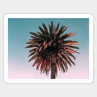 Palm trees, Tropical landscape palms, Sky, Nature print Sticker